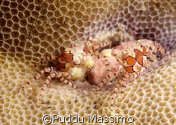 two anemon crabs,bunaken park,nikon d2x,60mm macro by Puddu Massimo 